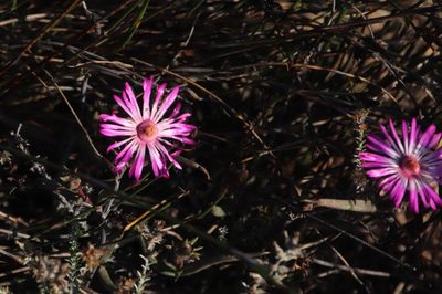 Lampranthus spiniformis, photographed by Tony Rebelo