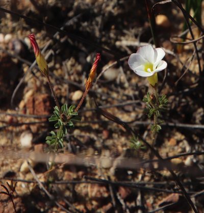 Oxalis multicaulis, photographed by Tony Rebelo