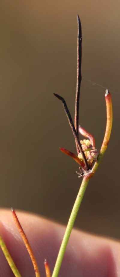 Centella fusca, photographed by Tony Rebelo