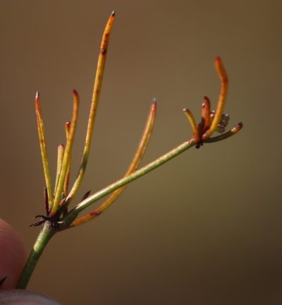 Centella fusca, photographed by Tony Rebelo