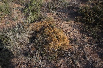 Cuscuta appendiculata, photographed by Tony Rebelo
