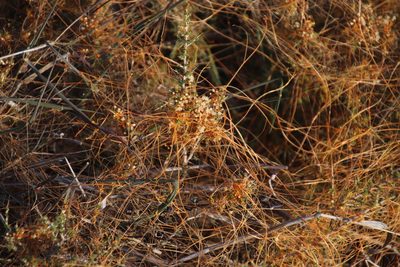 Cuscuta appendiculata, photographed by Tony Rebelo