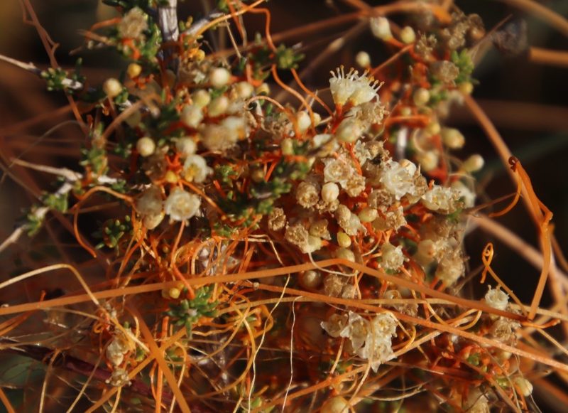 Cuscuta appendiculata, photographed by Tony Rebelo