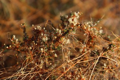 Cuscuta appendiculata, photographed by Tony Rebelo
