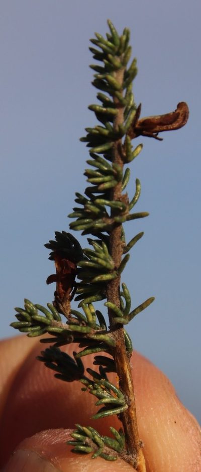Aspalathus wurmbeana, photographed by Tony Rebelo