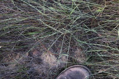 Psoralea alata, photographed by Tony Rebelo