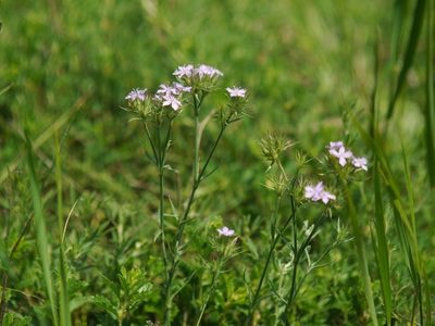 Dianthus pseudarmeria, photographed by Roman