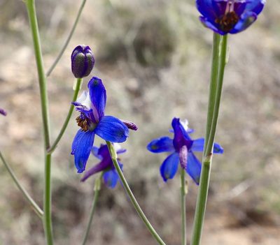 Delphinium scaposum, photographed by Fluff Berger