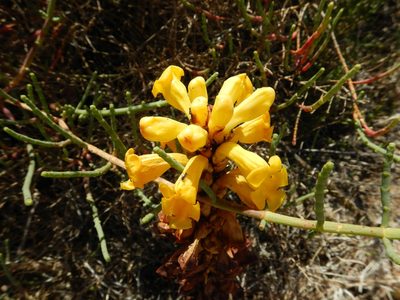 Cistanche phelypaea, photographed by Duarte Frade