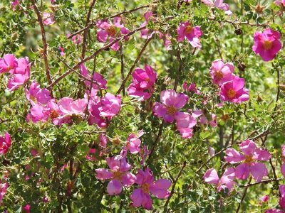 Rosa stellata, photographed by CK2AZ