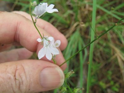Lobelia appendiculata, photographed by Laura Clark