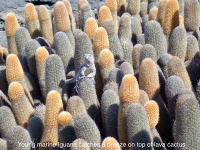 Brachycereus nesioticus, photographed by John Brew