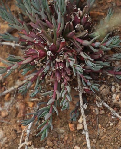 Mesembryanthemum pallens, photographed by Tony Rebelo