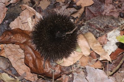 Apeiba tibourbou, photographed by Andrew Meeds