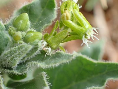 Chthamalia parviflora, photographed by Cat