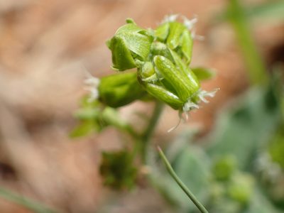 Chthamalia parviflora, photographed by Cat