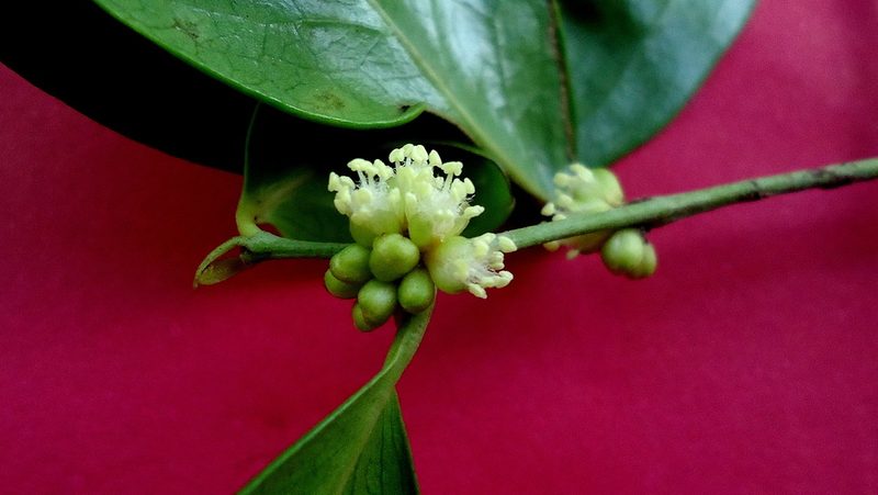 Chaetocarpus myrsinites, photographed by russiannaturalistbrazil