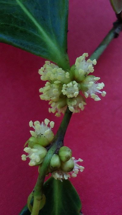 Chaetocarpus myrsinites, photographed by russiannaturalistbrazil