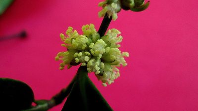 Chaetocarpus myrsinites, photographed by russiannaturalistbrazil