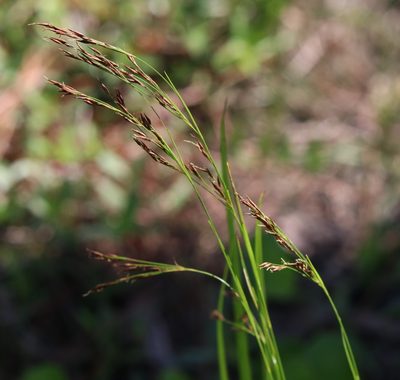 Rhynchospora inexpansa, photographed by Lauren McLaurin