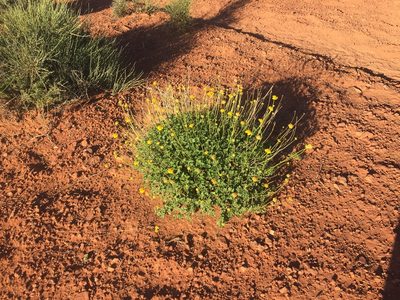 Encelia resinifera, photographed by Carrie Seltzer