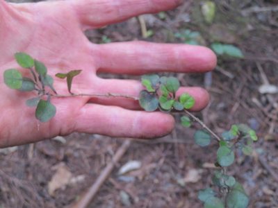 Coprosma spathulata, photographed by Jenny Christianson