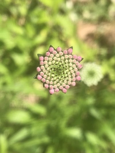 Marshallia legrandii, photographed by Alan Weakley