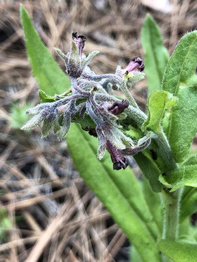 Andersonglossum occidentale, photographed by Al Kordesch