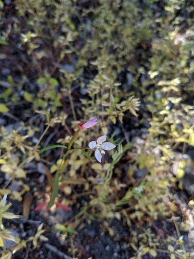 Clarkia similis, photographed by Michael A. Alcorn