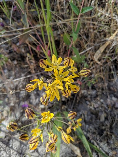 Triteleia lugens, photographed by Michael A. Alcorn