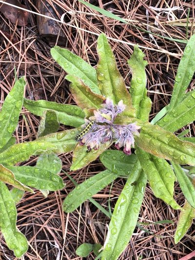 Andersonglossum occidentale, photographed by Al Kordesch