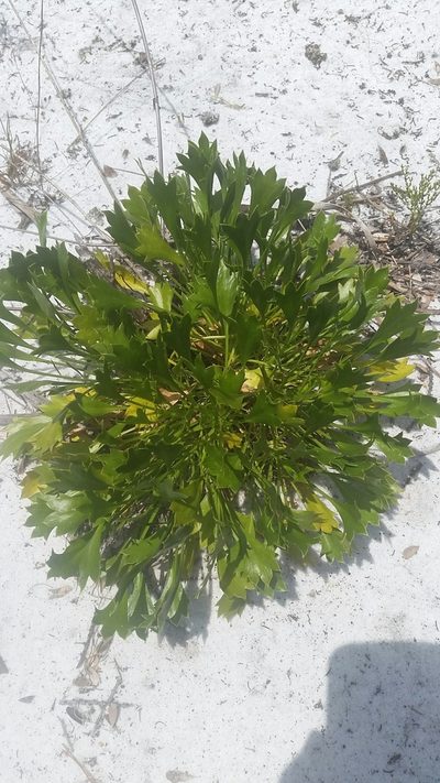 Eryngium cuneifolium, photographed by Jay Horn