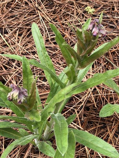Andersonglossum occidentale, photographed by Al Kordesch