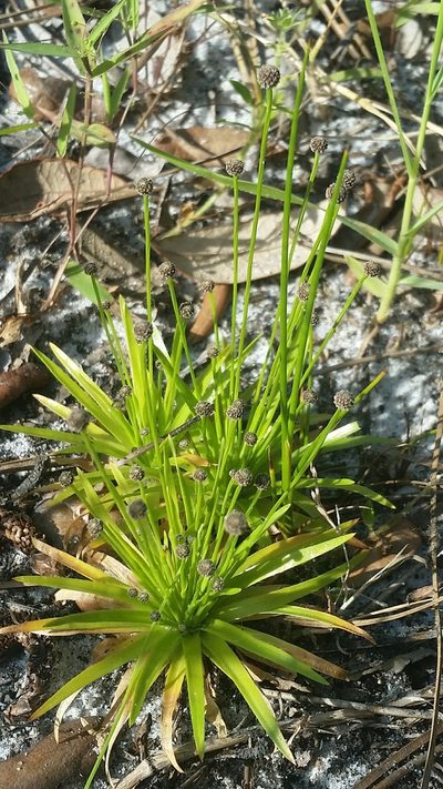 Paepalanthus engleri, photographed by Jay Horn