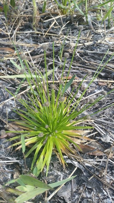 Paepalanthus engleri, photographed by Jay Horn