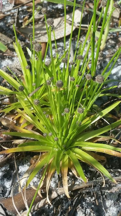 Paepalanthus engleri, photographed by Jay Horn