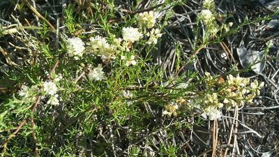 Polygonella myriophylla, photographed by Jay Horn