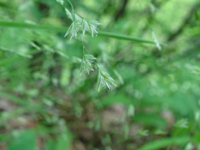 Poa alsodes, photographed by Reuven Martin