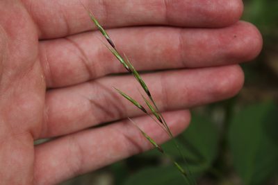 Schizachne purpurascens, photographed by Quinten Wiegersma