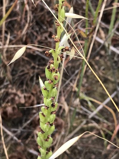 Platanthera cooperi, photographed by Sula Vanderplank