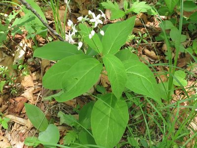 Vincetoxicum acuminatifolium, photographed by Repina Tatyana