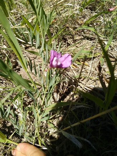 Lathyrus decaphyllus, photographed by Rafael Medina