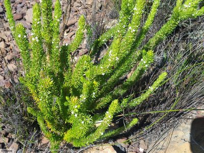 Muraltia alba, photographed by Chris Vynbos