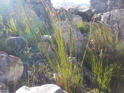 Thamnochortus lucens, photographed by Chris Vynbos