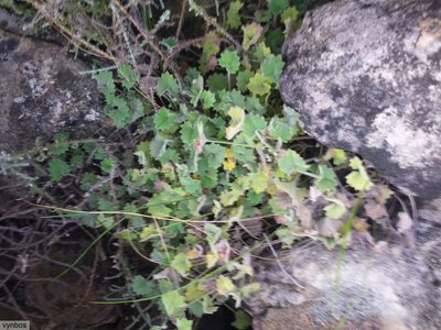 Centella flexuosa, photographed by Chris Vynbos