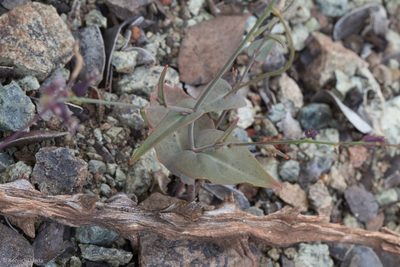 Streptanthus breweri, photographed by Ken-ichi Ueda