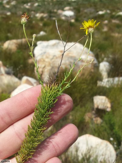 Ursinia punctata, photographed by Chris Vynbos