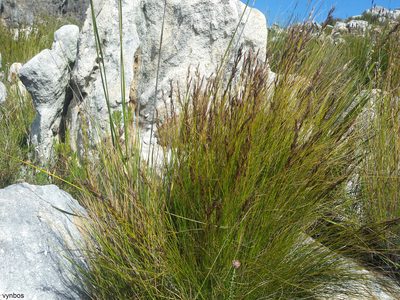 Tetraria capillacea, photographed by Chris Vynbos
