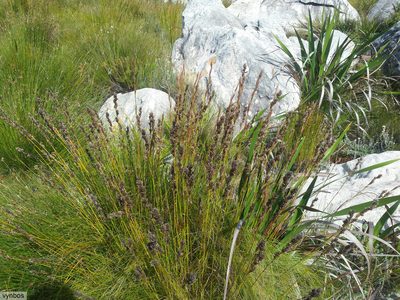 Tetraria capillacea, photographed by Chris Vynbos