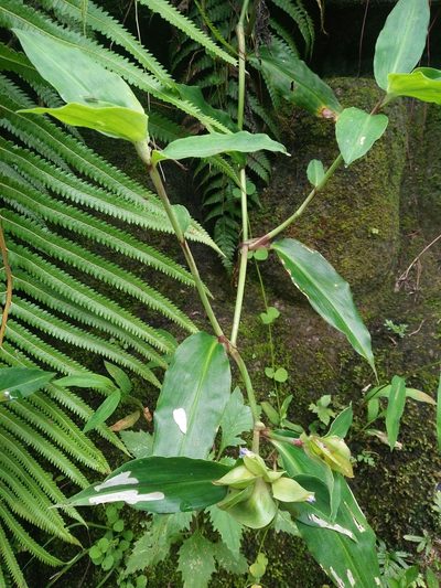 Commelina paludosa, photographed by Cheng-Te Hsu